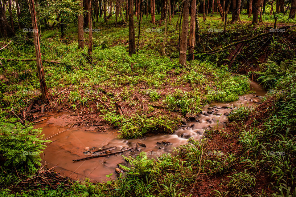 pine forest with a small stream running through it