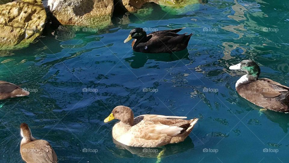 Duck, Swimming, Water, Bird, No Person