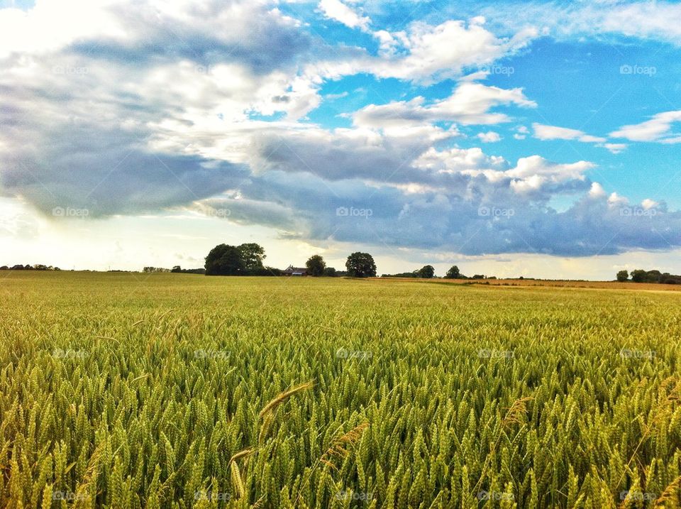 Wheat crop growing in field