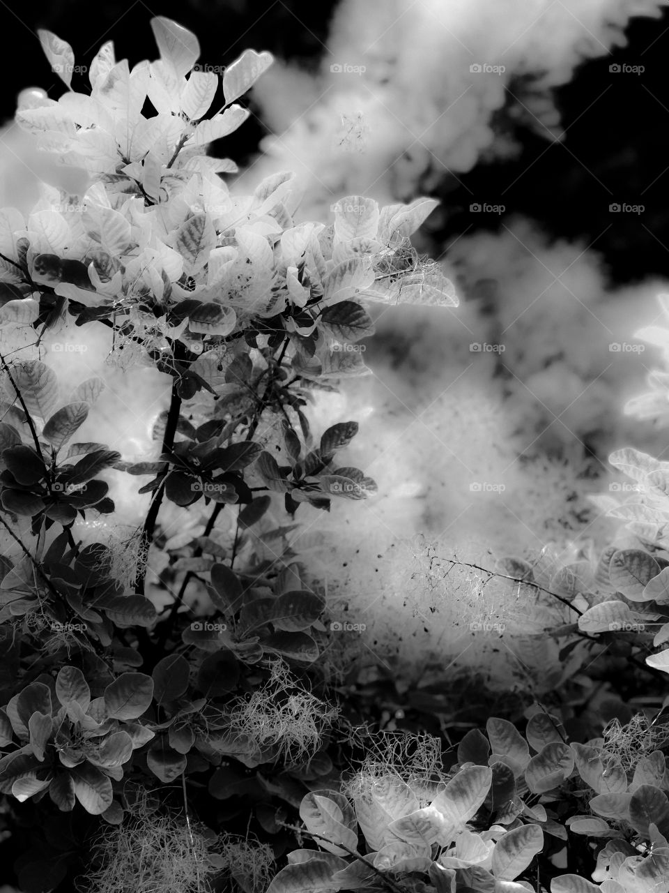 I love how something beautiful in colour can be just as beautiful, or more so, in b&w. This is a closeup of a stunning lime green leaved and coral ‘smoke’ smokebush. The contrast in textures is spectacular!