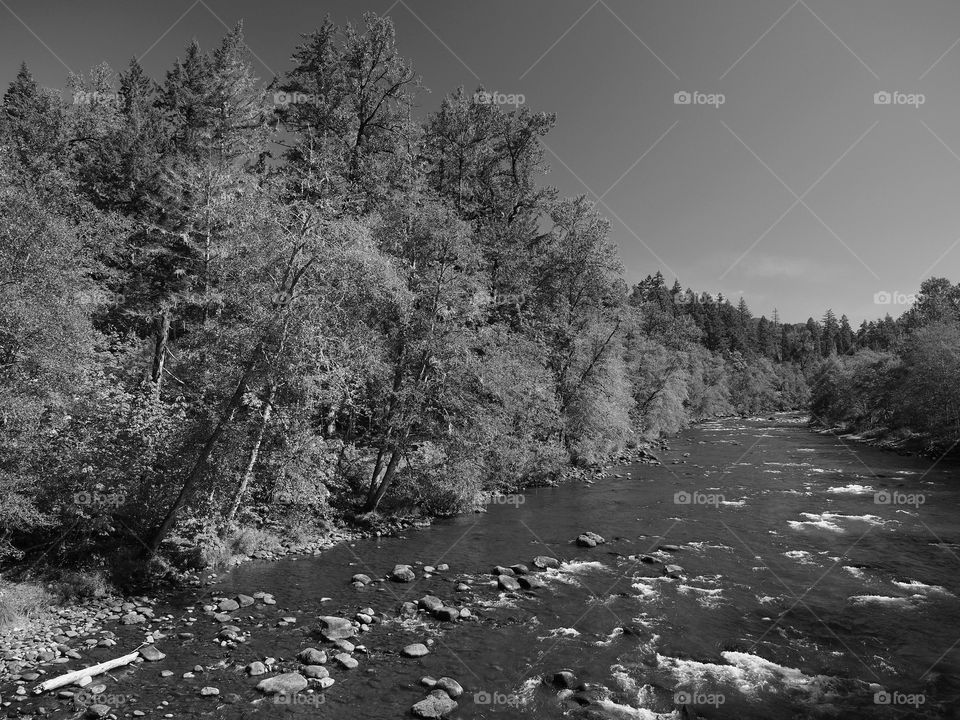 The rocky and rugged shores of the Middle Fork of the Willamette River near Oakridge Oregon filled with trees transitioning to their fall colors on a beautiful sunny day.