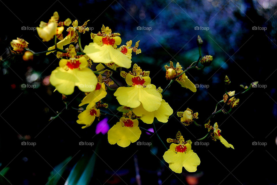 Orchids of Chapada Diamantina, Bahia