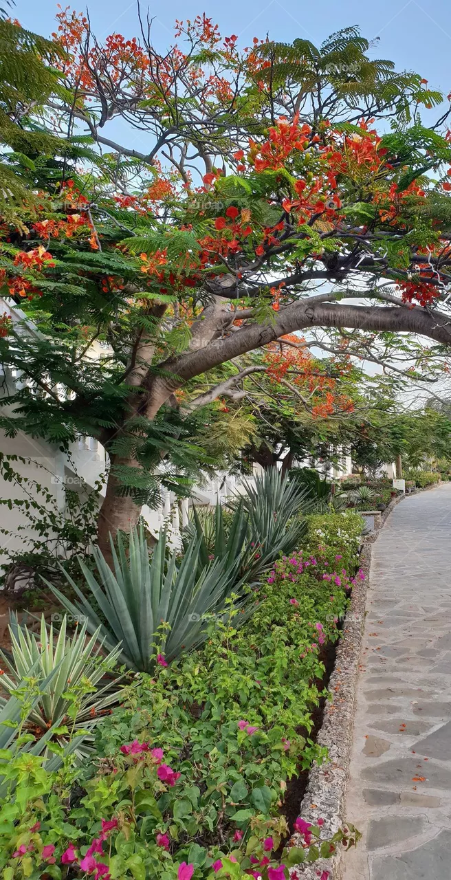 tree