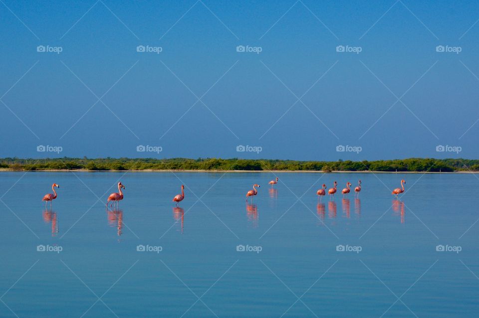 Flamingos at Rio Lagartos