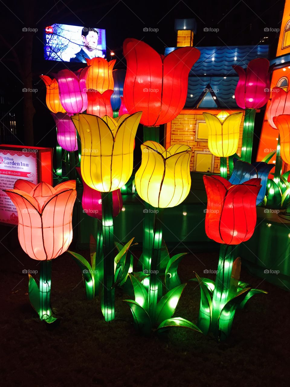 Chinese Lantern Show from Centennial Olympic Park in Atlanta, Georgia. Beautiful symmetry and colors. Tulips 