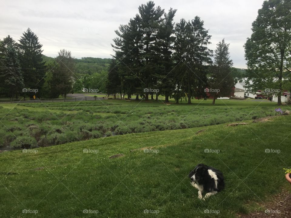 Peace valley lavender farm
