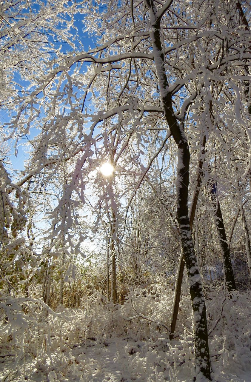 Morning snow scene outside of Detroit