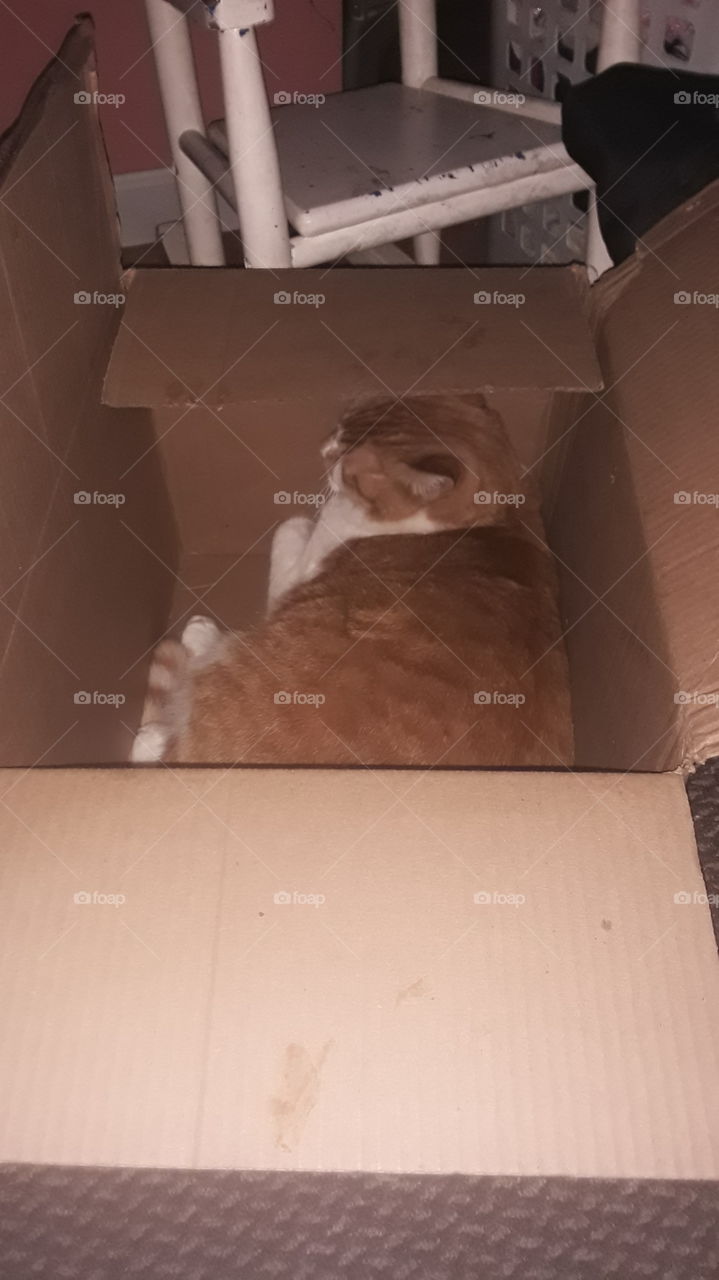 sleep in a box