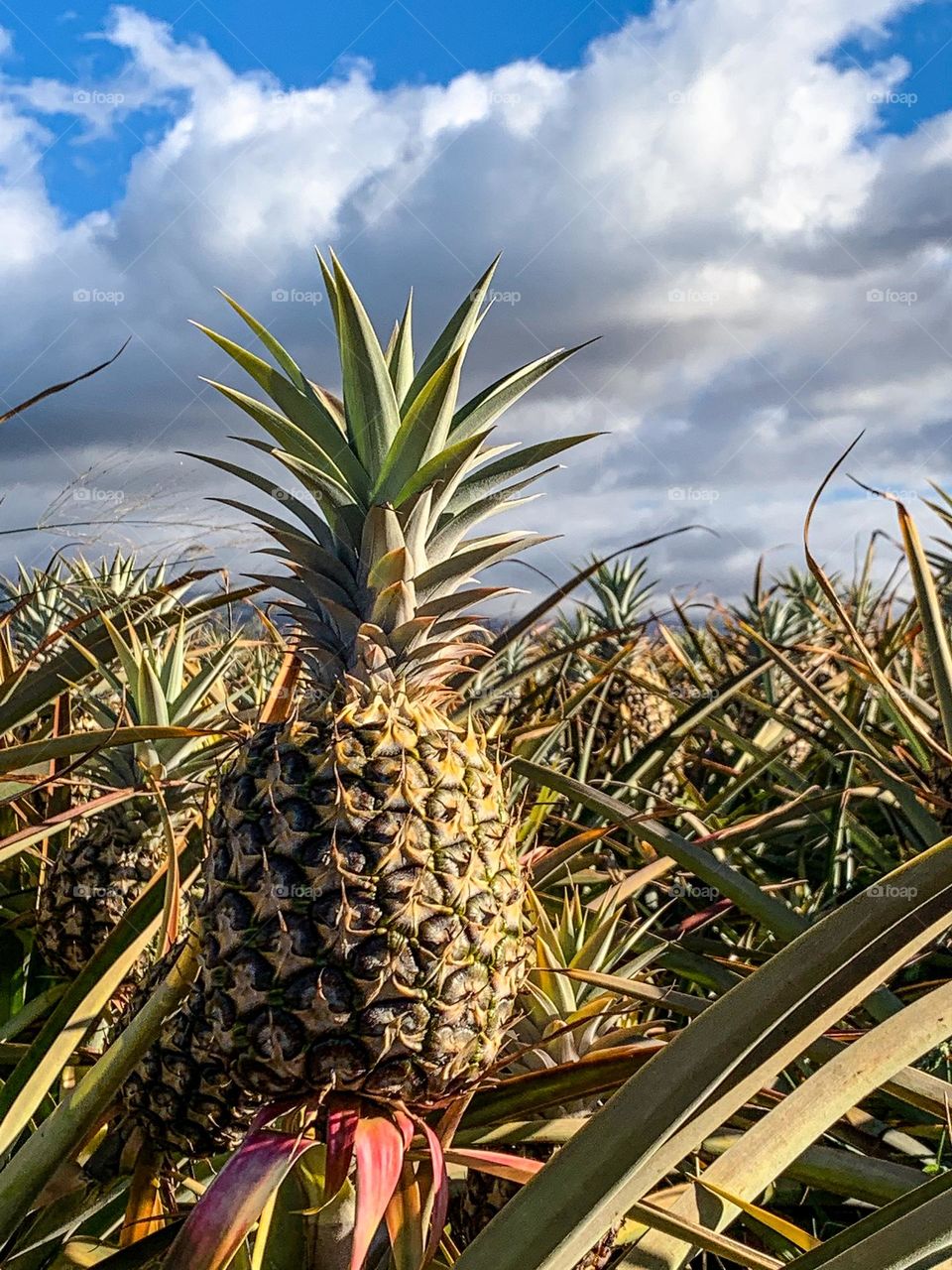 Pineapple Fields