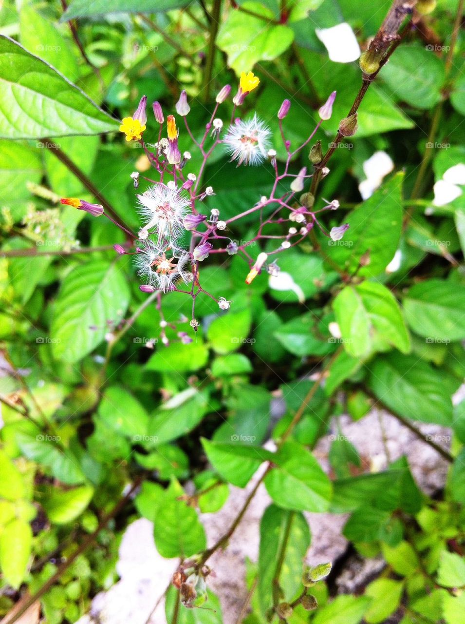 Flowers 