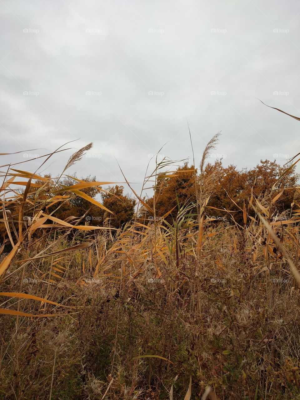 Autumn landscape, brown reeds and trees afar