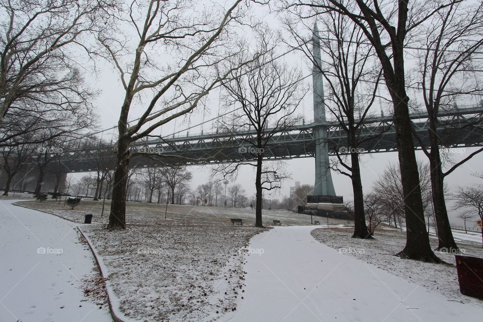 Winter, Snow, Frost, Cold, Tree