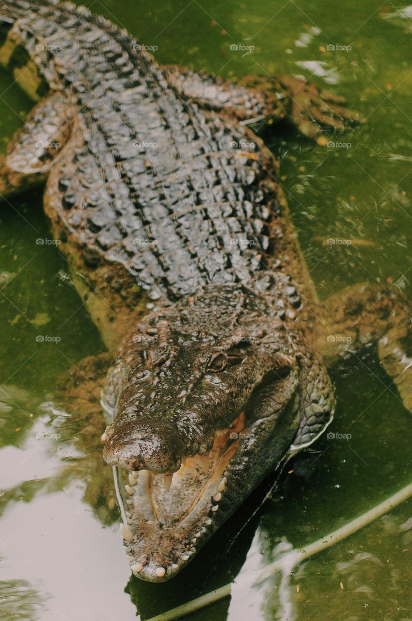 A lone crocodile with a big, majestic smile. The photo was taken on our safari trip way back.
