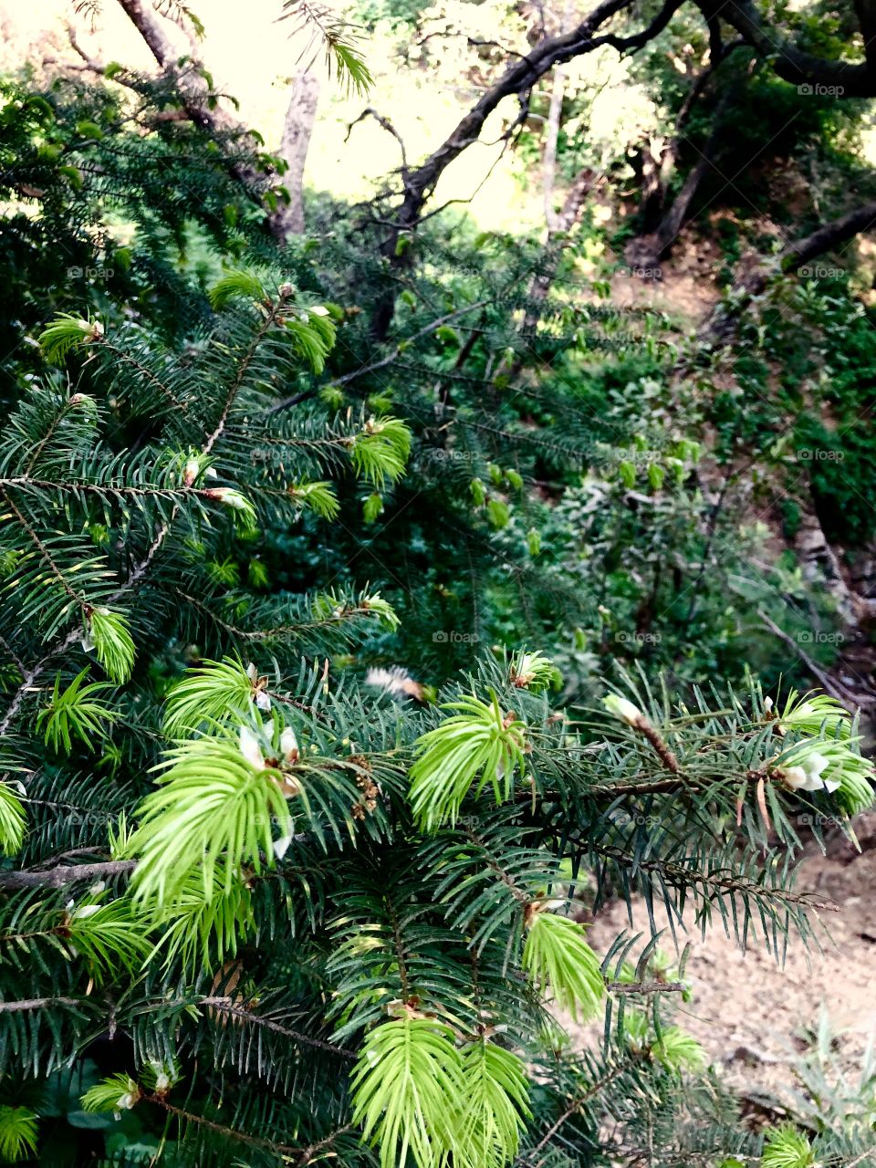 Pine branches decorate the path of a warm California hike. The lime green denotes new life and the dark hunter green echoes of spring. 