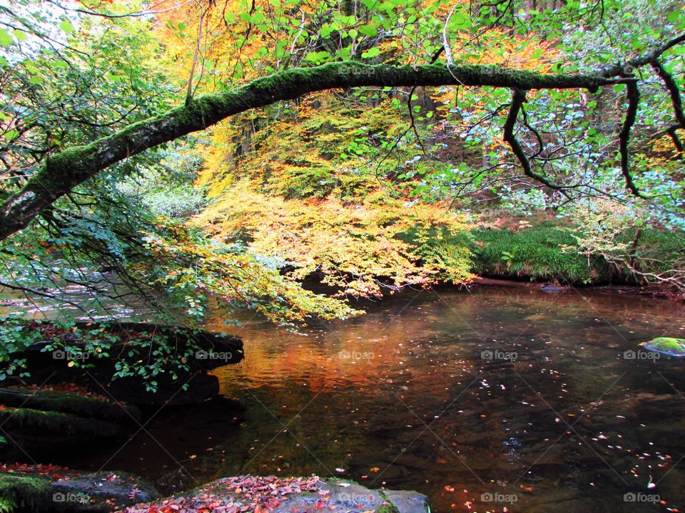 Autumn foliage overhanging the barle river