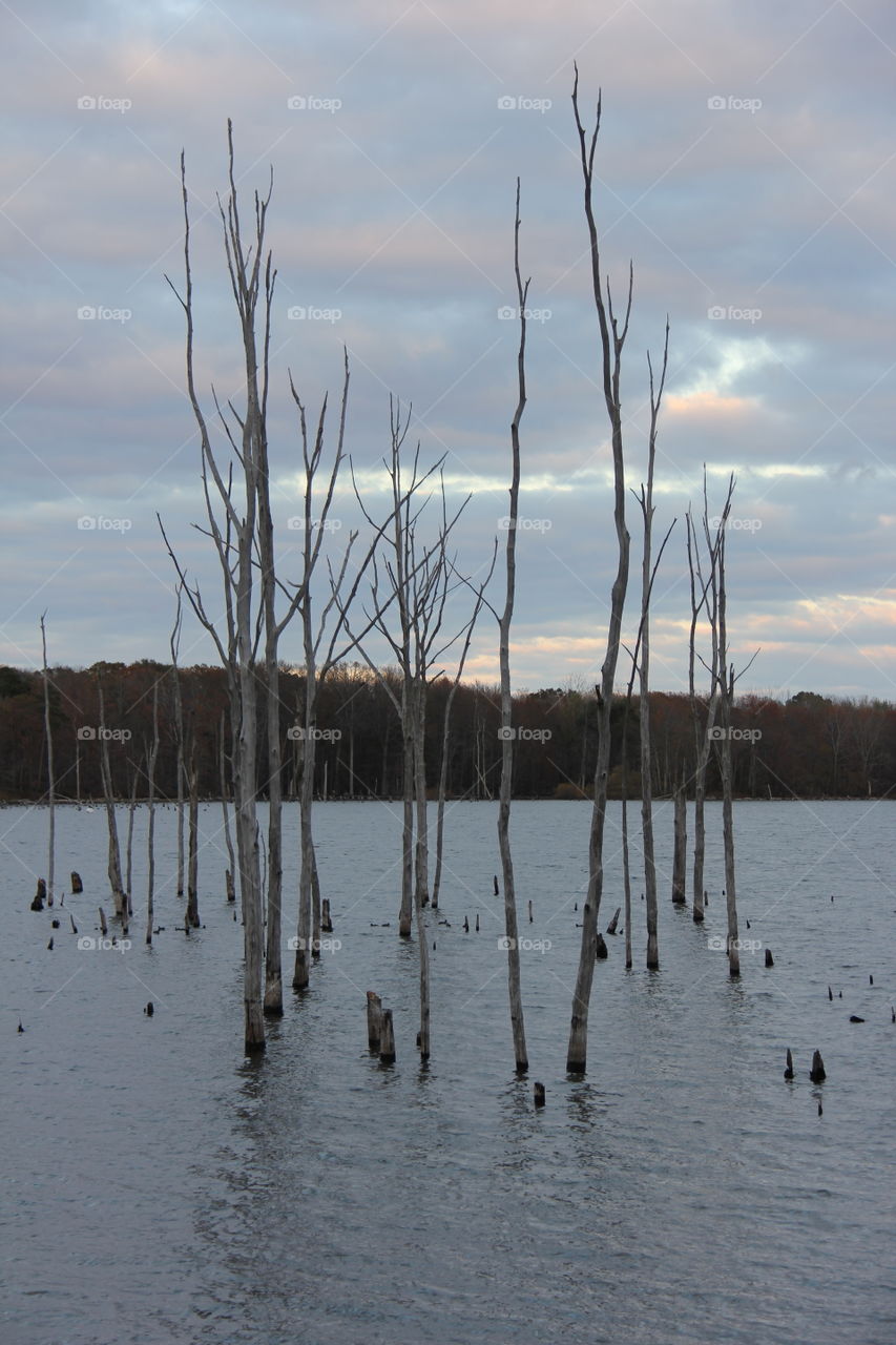 Leafless tree in the water