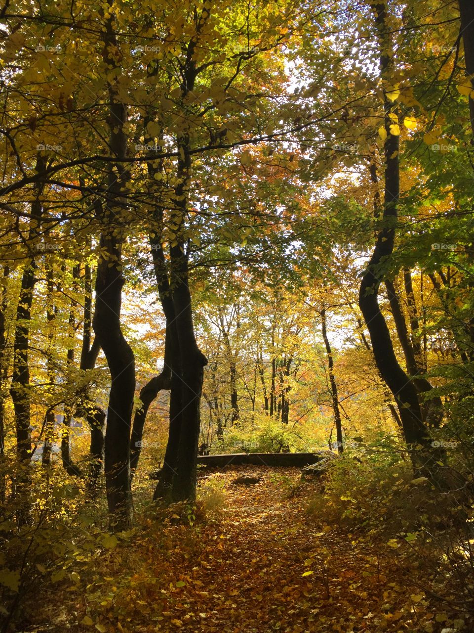 Autumn trees in forest