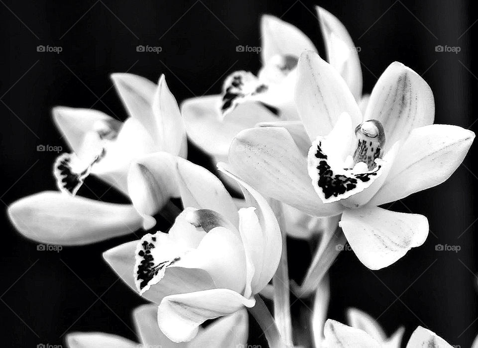 Orchids in black and white