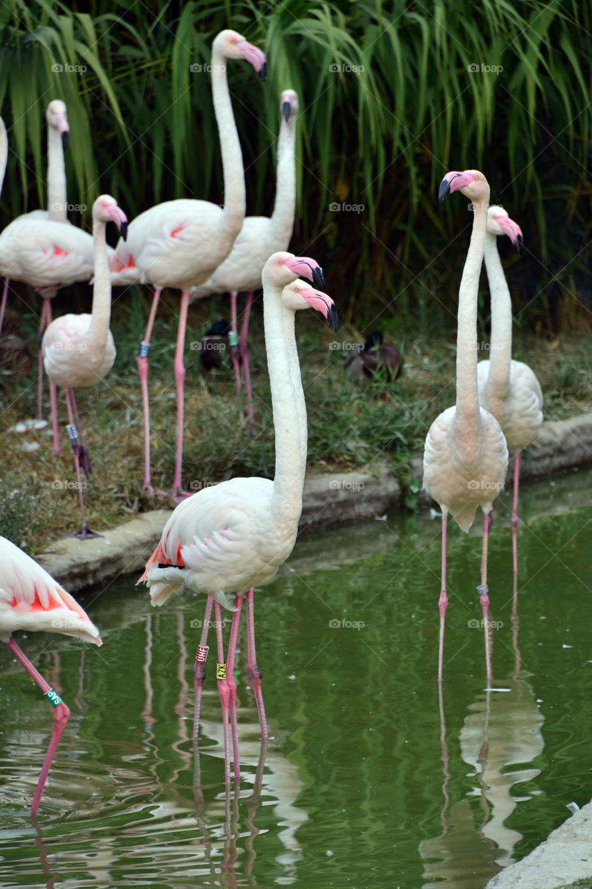 group of pink flamingos