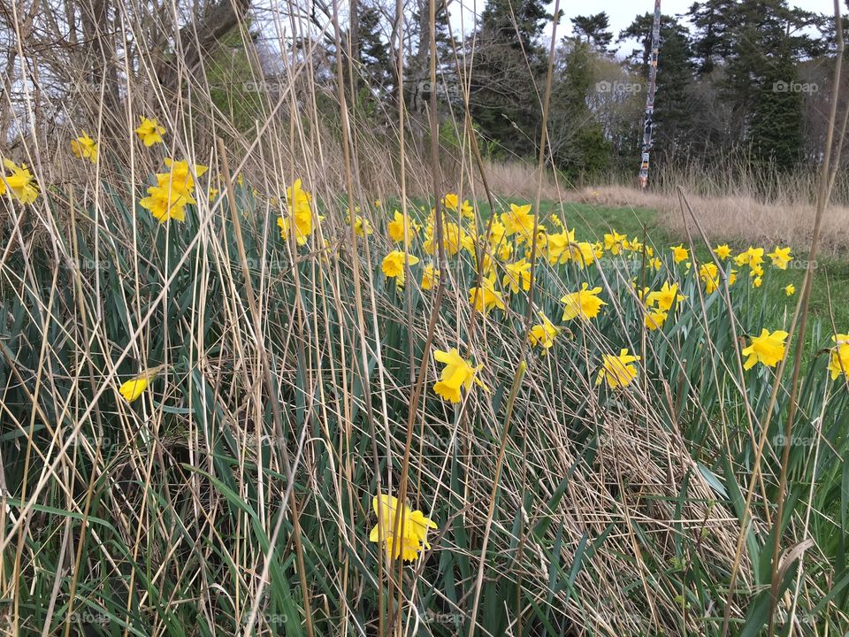 Daffodils in bushes