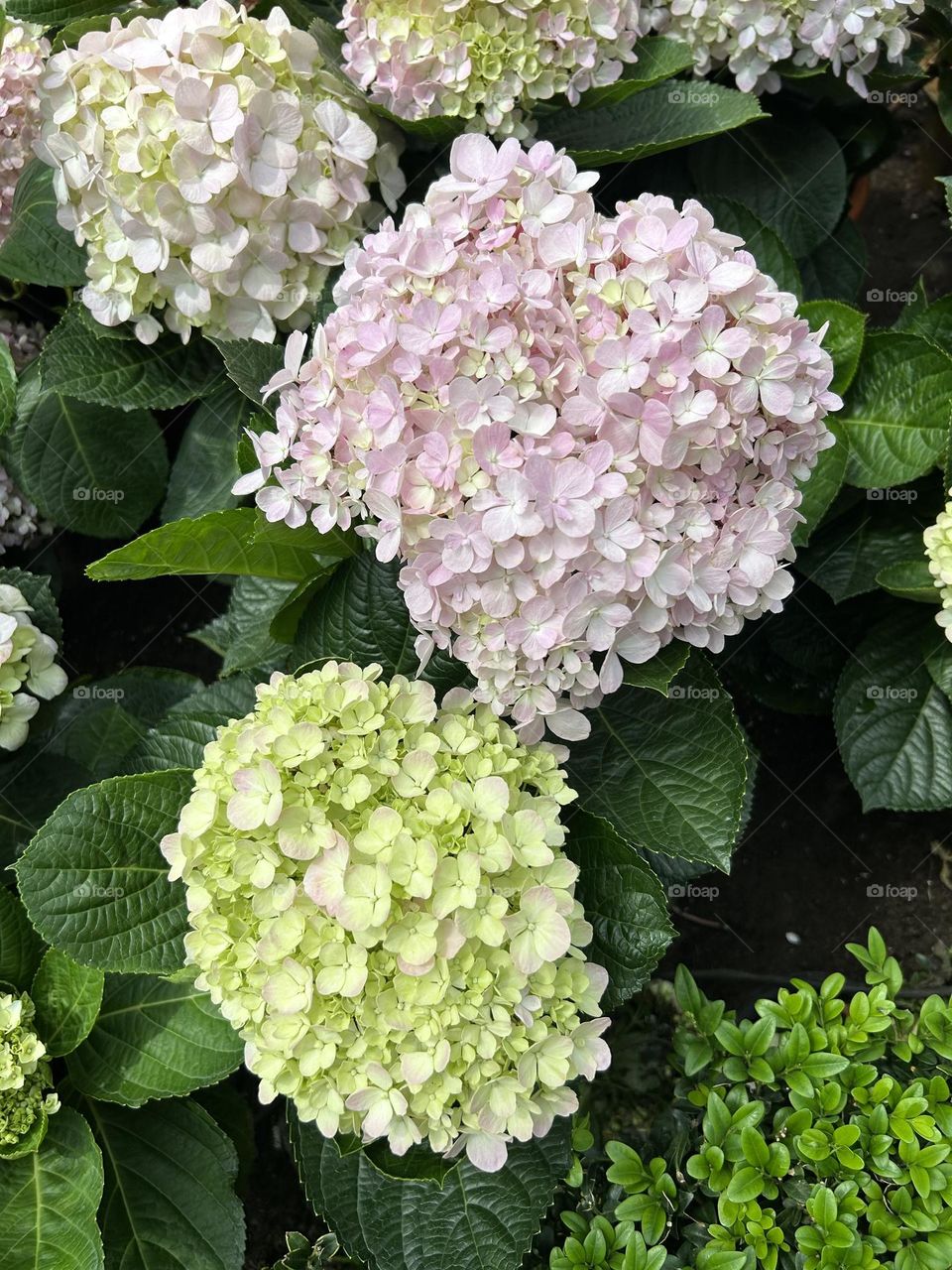 French Hydrangea Marcrophylia