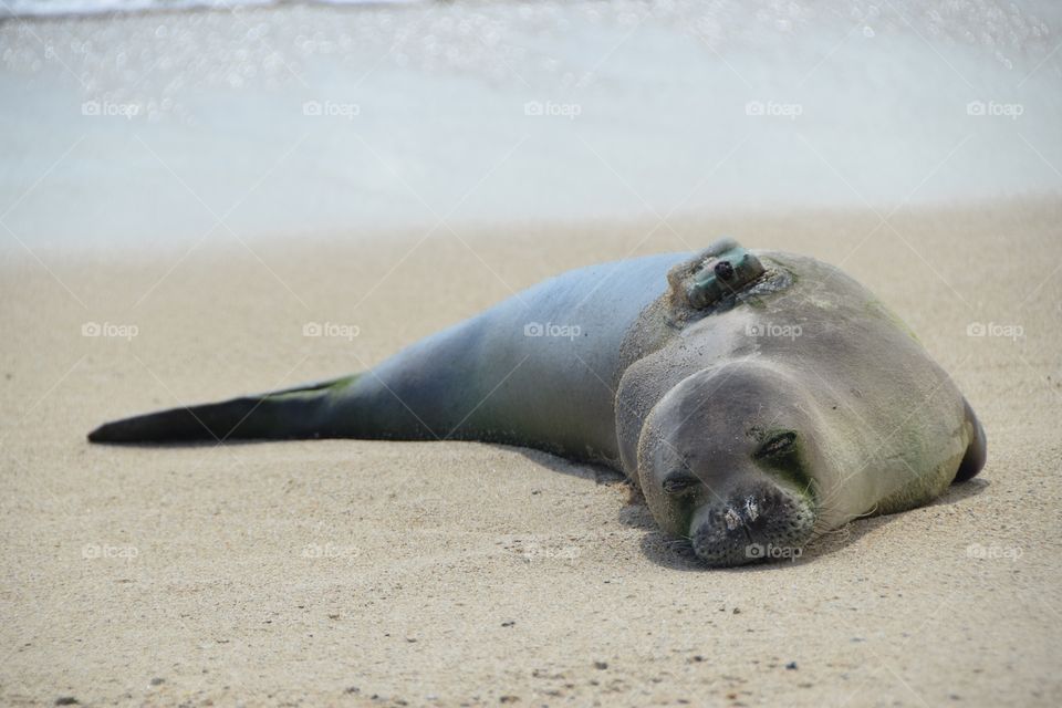 Sunbathing