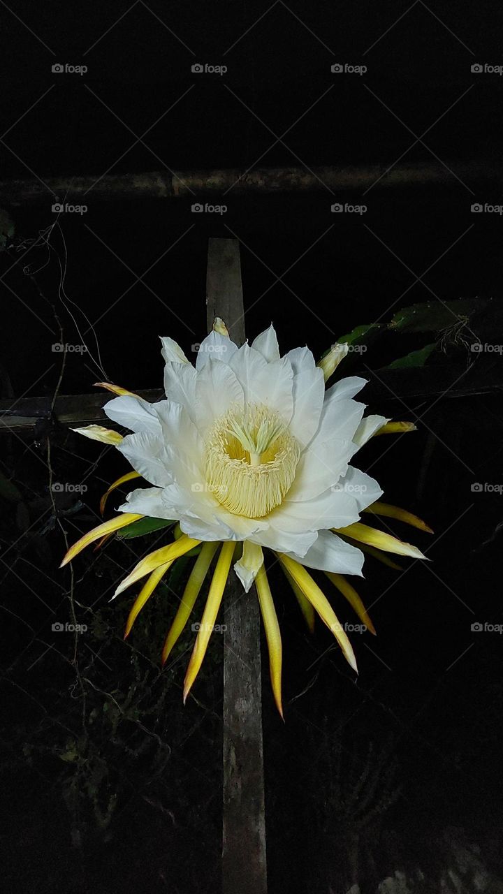 The dragon fruit flower blooms beautifully only during the night