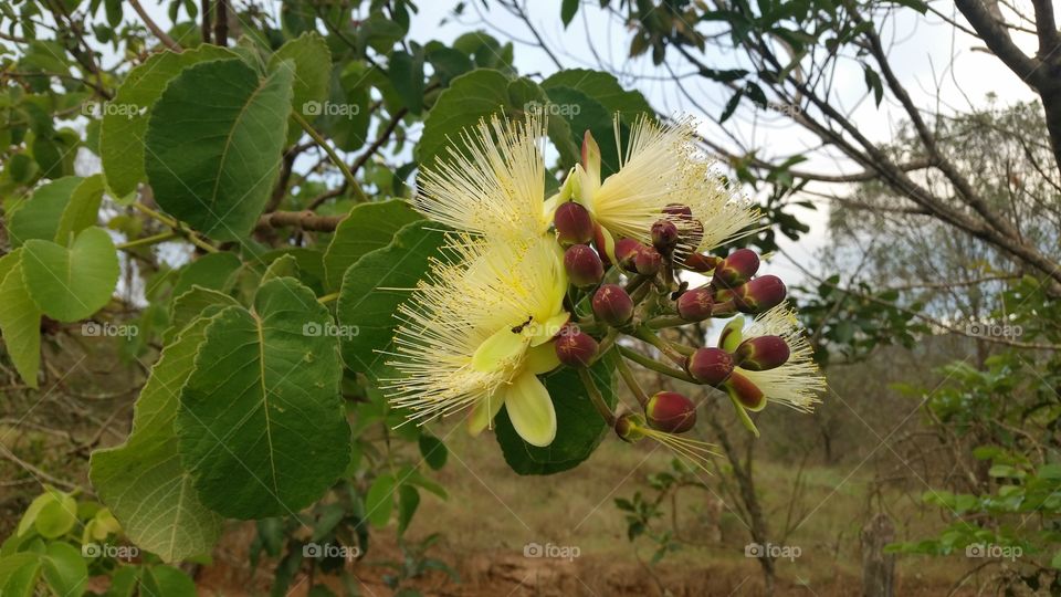 flor