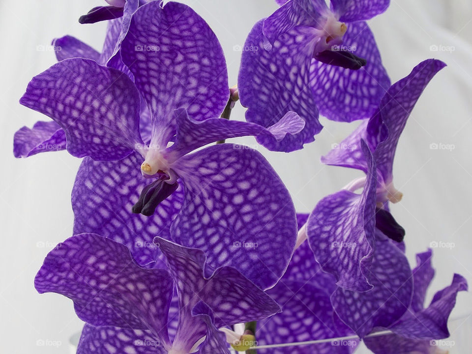 Purple orchids