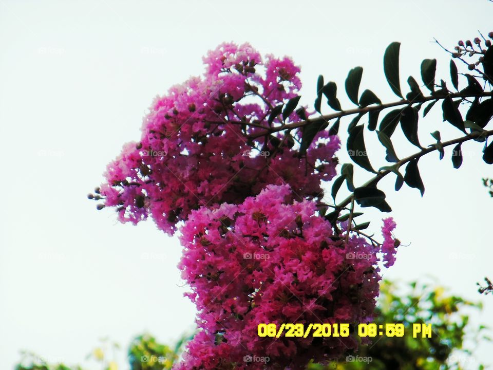 Craig Myrtle 2. This is another picture of a Craig Myrtle 🎄 tree that is growing in my front yard here in Graham Texas