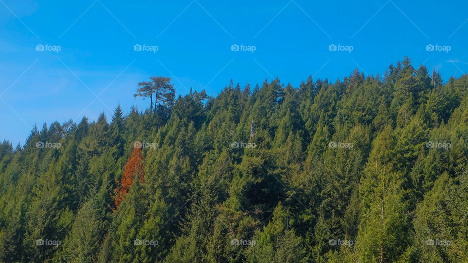 Magical Forest of giant evergreens