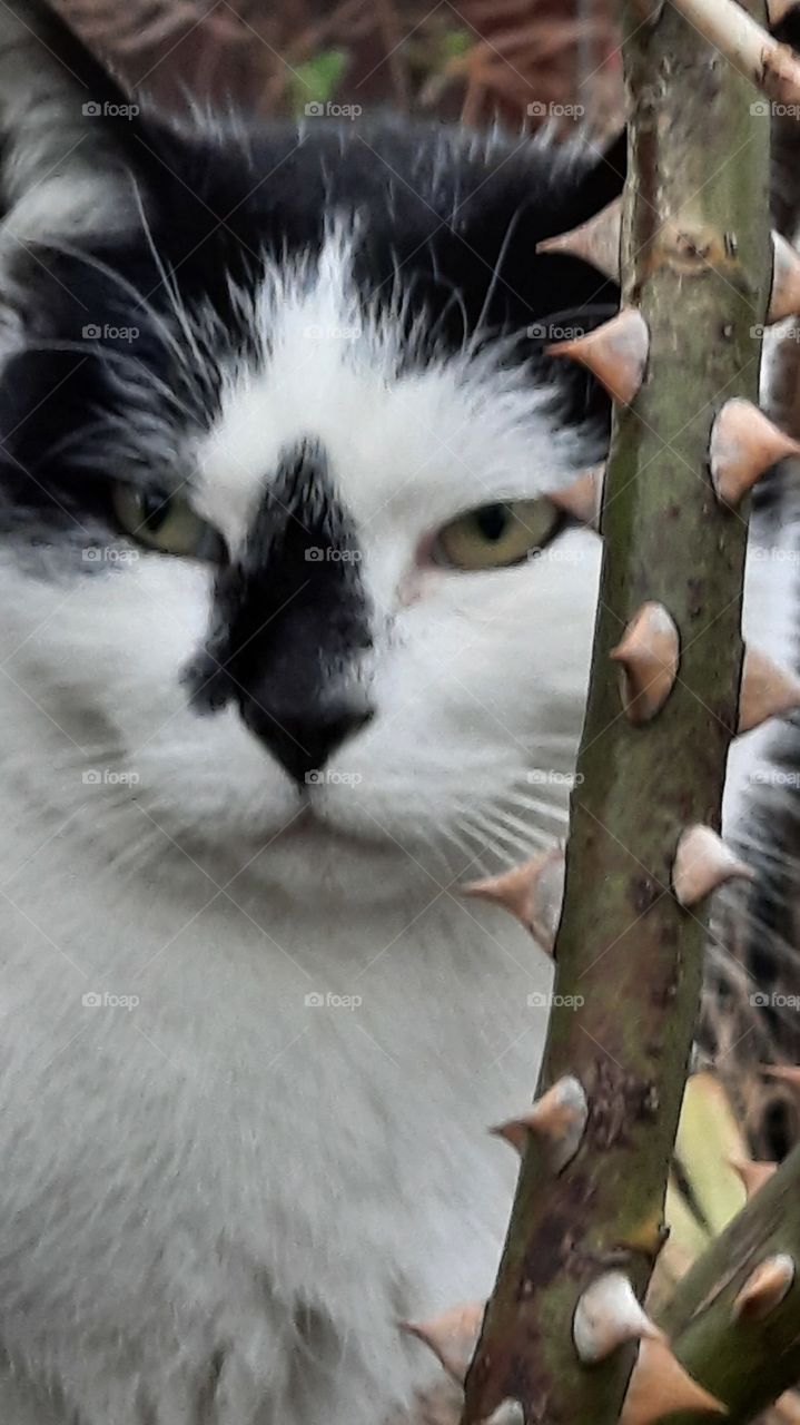 winter garden - black and white cat hiding among branches of climbing rose