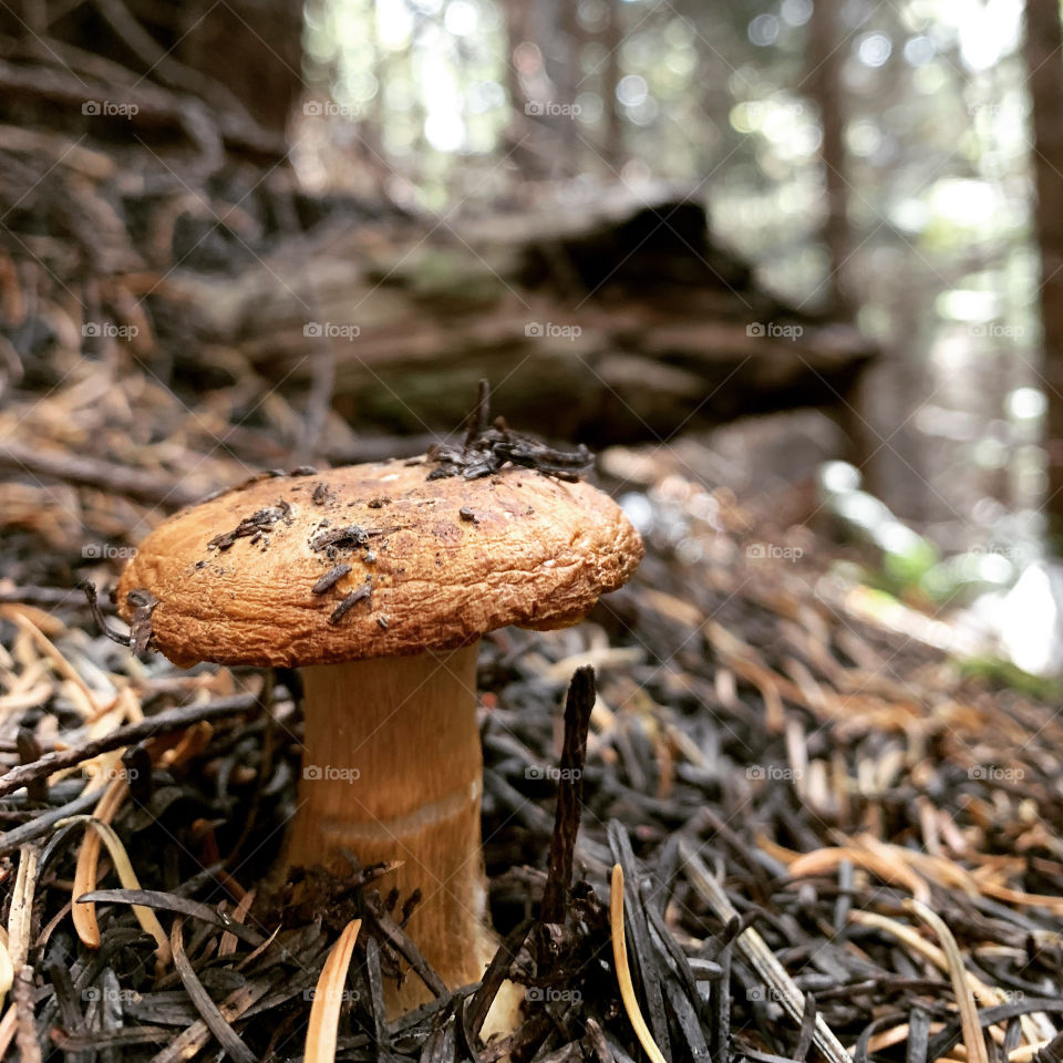Wrinkled mushroom 