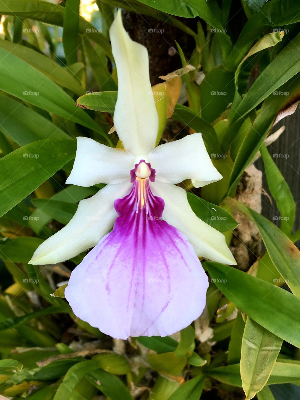 Orchid growing on pole outside in garden for summer.