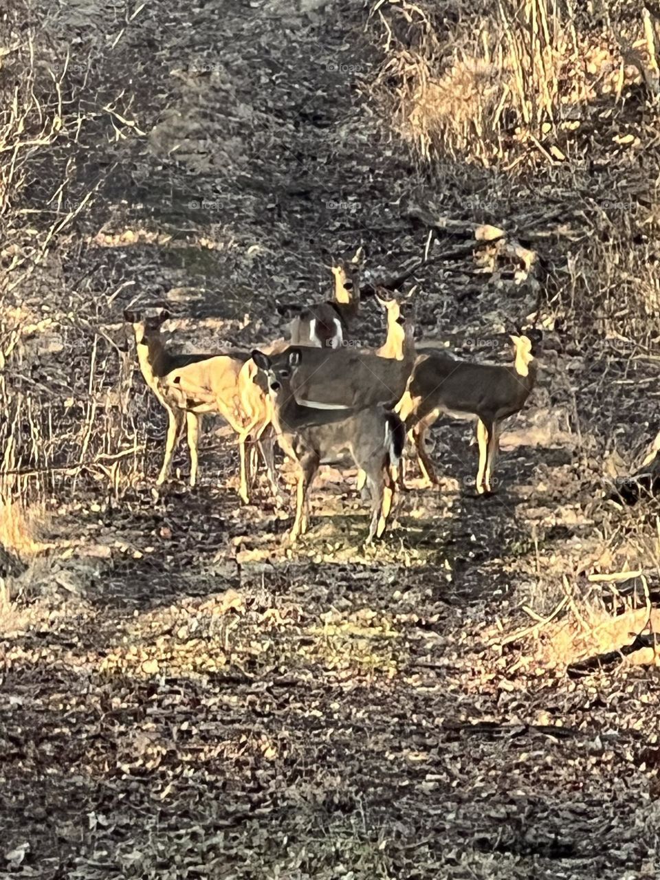 Deer herd