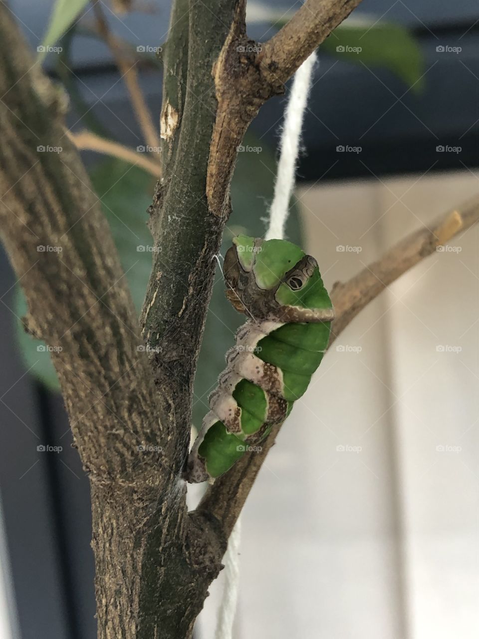 A citrus butterfly caterpillar starting to cocoon on my lemon tree. 