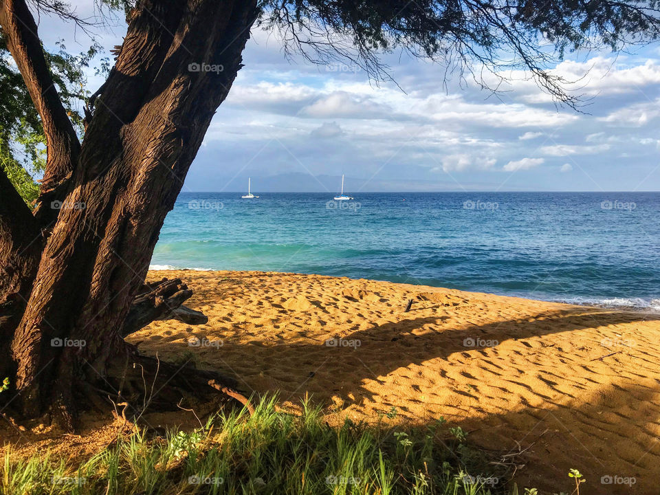 Maui palm tree 