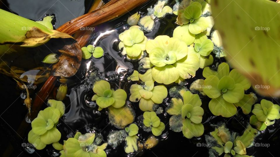 Impatient plants in a pond