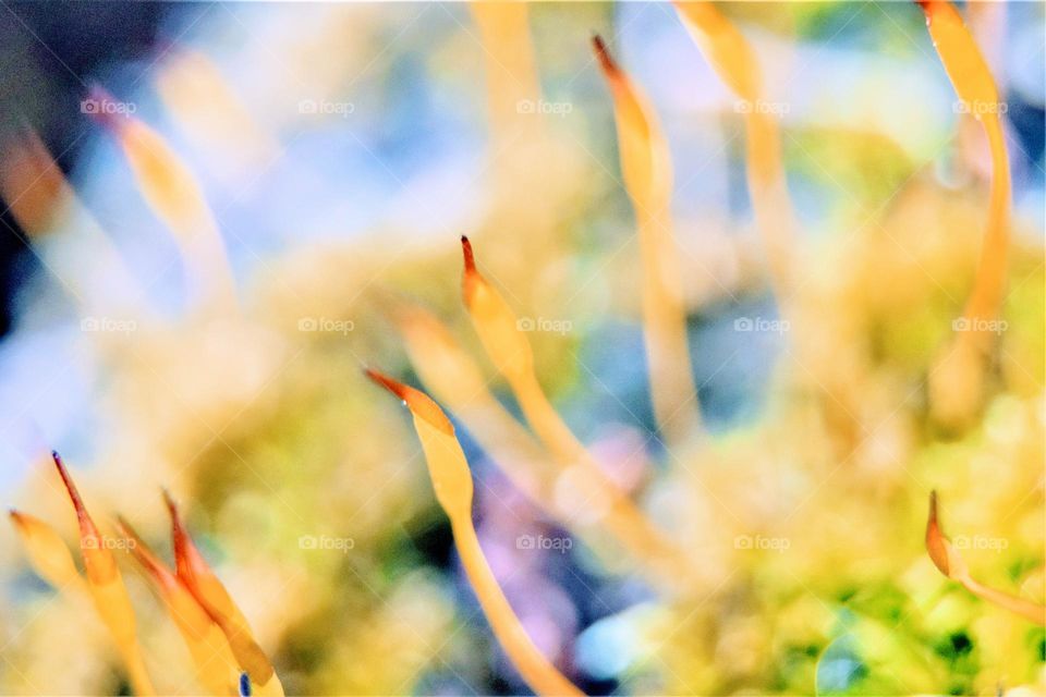 painting like macro close up picture from small moss plants