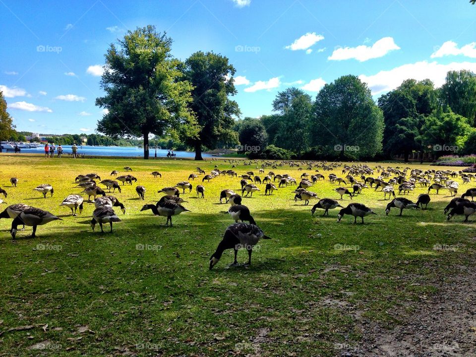 Park with birds!