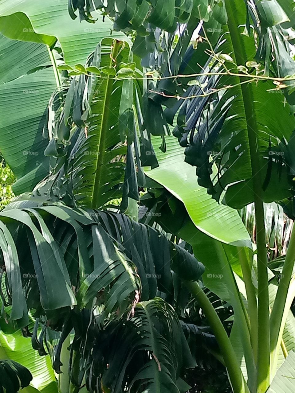 wind blowing banana tree, rain is about to fall.