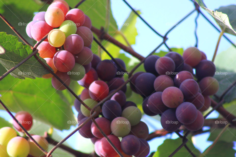 Grapes growing on vineyard