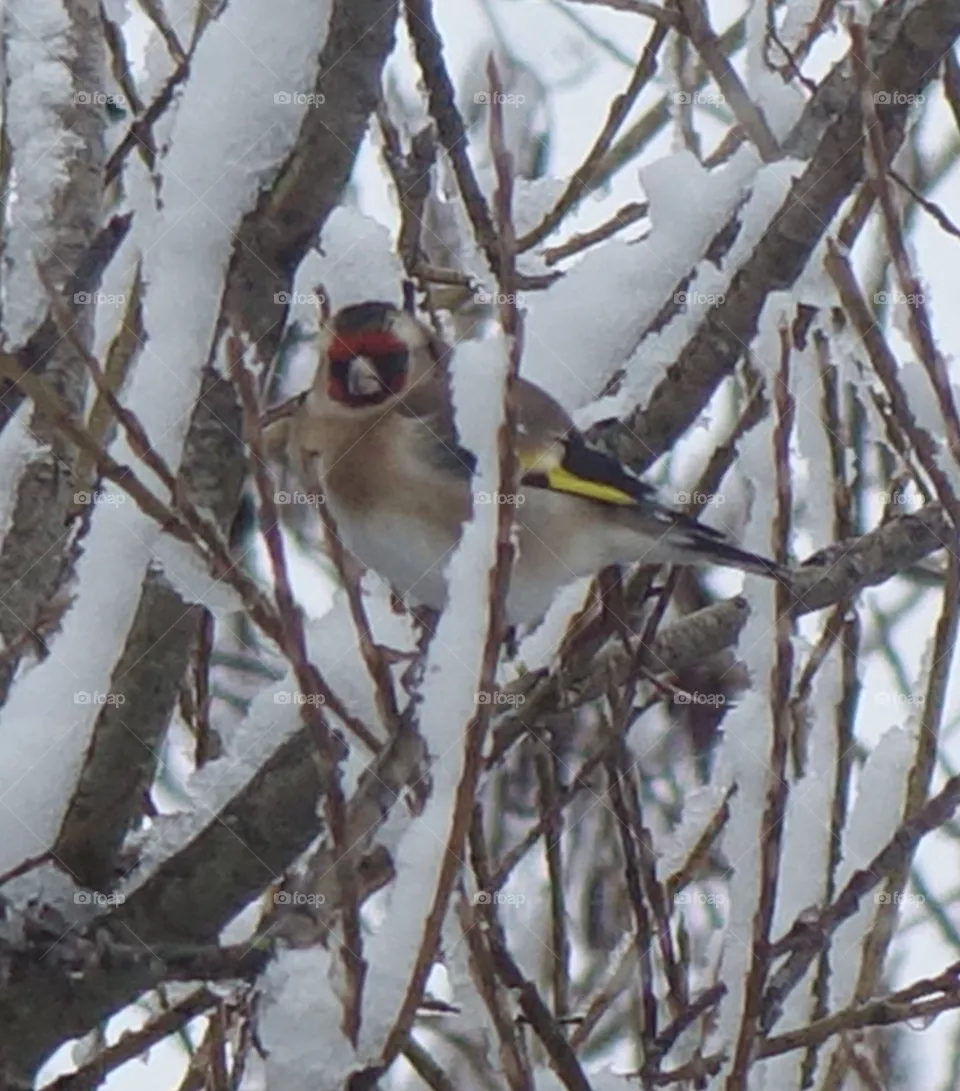 Goldfinch 