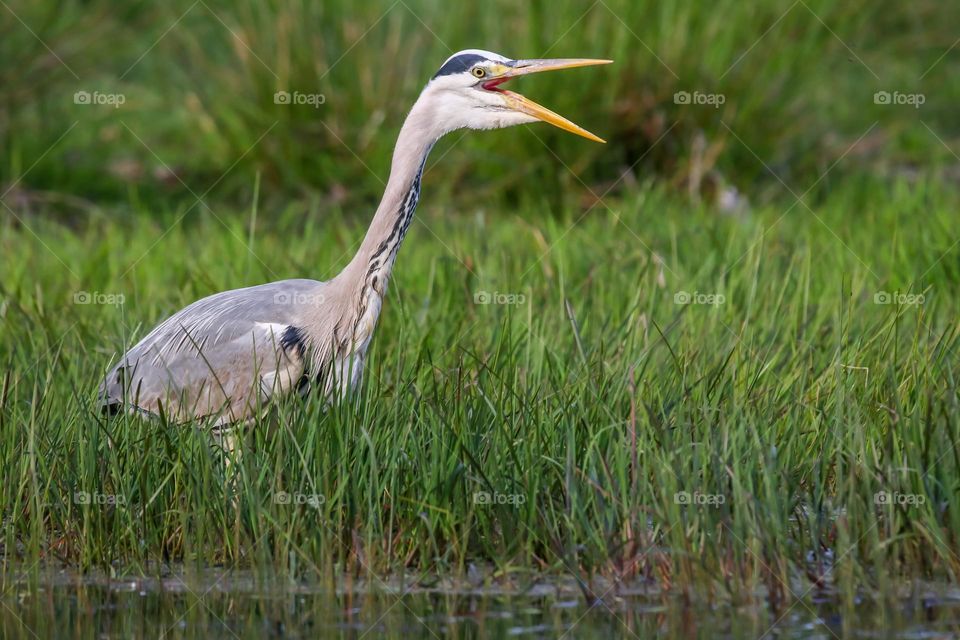 Heron close-up in a grassy pond
