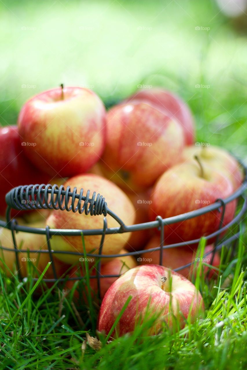 Fruits! - Apples in a wire basket on the grass