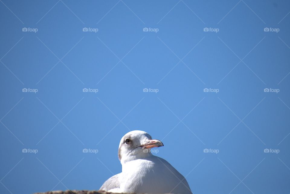 A Curious Seagull
