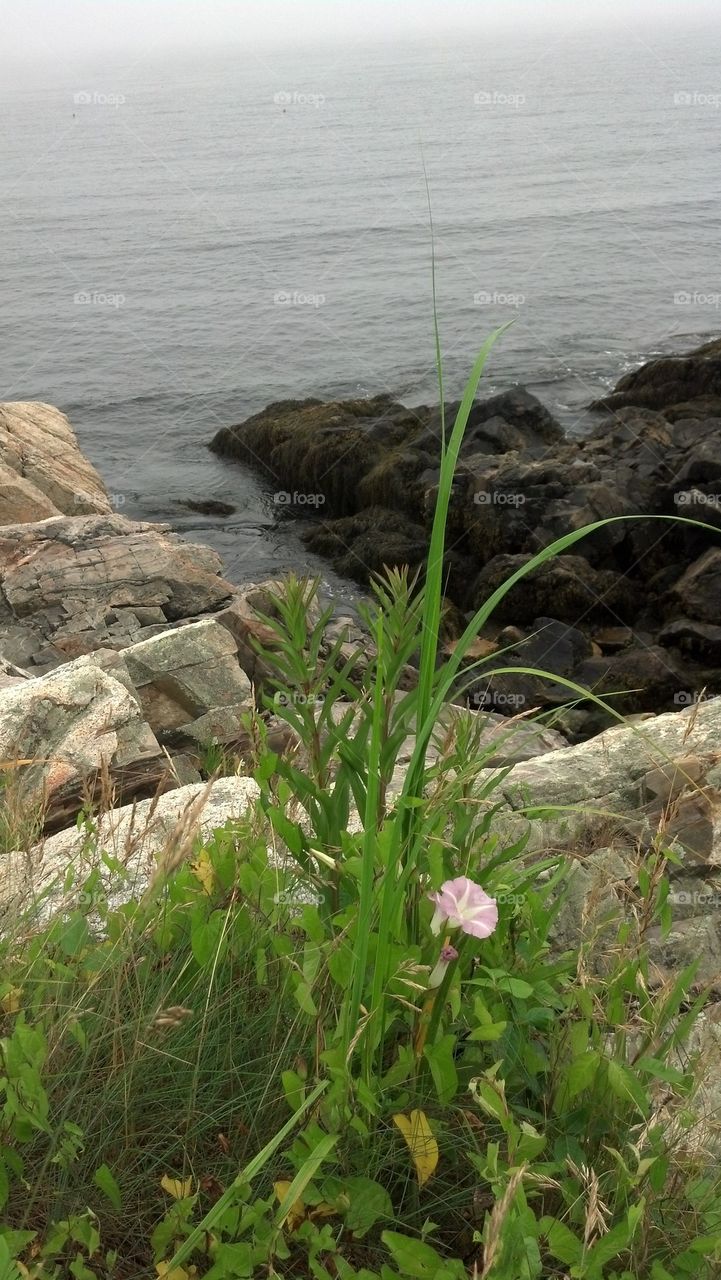 Kennebunkport flower