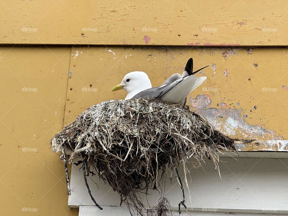 Nested on the wall