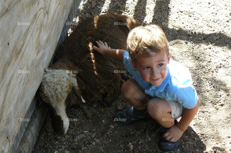 Petting a sheep