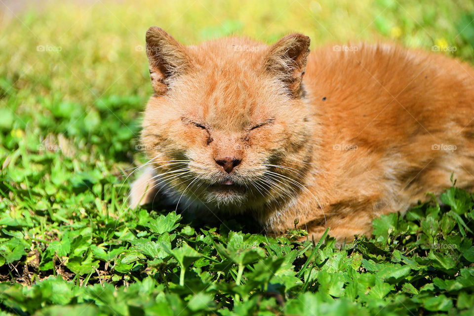 The chubby looking stray cat 